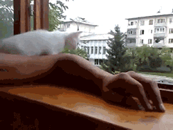 海量搞笑GIF动态图片 - Funny GIF Pictures