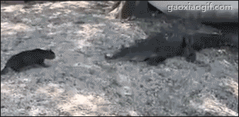 海量搞笑GIF动态图片 - Funny GIF Pictures