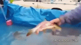 海量搞笑GIF动态图片 - Funny GIF Pictures