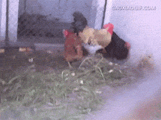 海量搞笑GIF动态图片 - Funny GIF Pictures