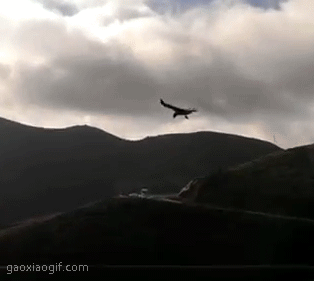 海量搞笑GIF动态图片 - Funny GIF Pictures