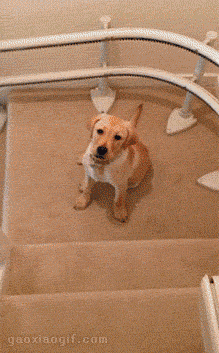 海量搞笑GIF动态图片 - Funny GIF Pictures