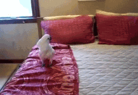 海量搞笑GIF动态图片 - Funny GIF Pictures