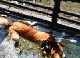 海量搞笑GIF动态图片 - Funny GIF Pictures