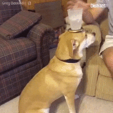 海量搞笑GIF动态图片 - Funny GIF Pictures