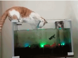 海量搞笑GIF动态图片 - Funny GIF Pictures