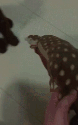 海量搞笑GIF动态图片 - Funny GIF Pictures