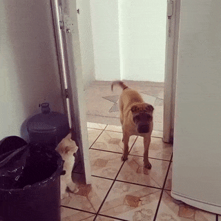 海量搞笑GIF动态图片 - Funny GIF Pictures