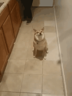 海量搞笑GIF动态图片 - Funny GIF Pictures