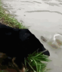 海量搞笑GIF动态图片 - Funny GIF Pictures