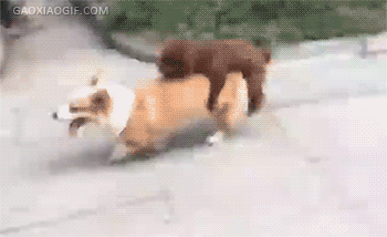 海量搞笑GIF动态图片 - Funny GIF Pictures