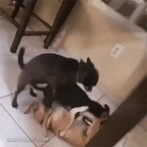 海量搞笑GIF动态图片 - Funny GIF Pictures