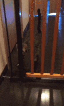 海量搞笑GIF动态图片 - Funny GIF Pictures