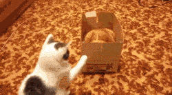 海量搞笑GIF动态图片 - Funny GIF Pictures
