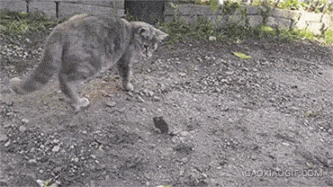 海量搞笑GIF动态图片 - Funny GIF Pictures