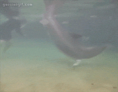 海量搞笑GIF动态图片 - Funny GIF Pictures