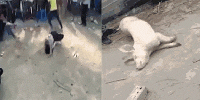 海量搞笑GIF动态图片 - Funny GIF Pictures