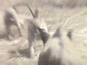 海量搞笑GIF动态图片 - Funny GIF Pictures