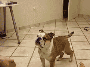 海量搞笑GIF动态图片 - Funny GIF Pictures