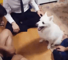 海量搞笑GIF动态图片 - Funny GIF Pictures
