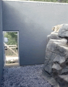 海量搞笑GIF动态图片 - Funny GIF Pictures