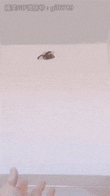 海量搞笑GIF动态图片 - Funny GIF Pictures