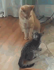 海量搞笑GIF动态图片 - Funny GIF Pictures