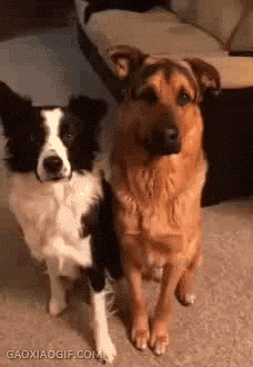 海量搞笑GIF动态图片 - Funny GIF Pictures