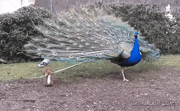 海量搞笑GIF动态图片 - Funny GIF Pictures