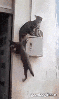 海量搞笑GIF动态图片 - Funny GIF Pictures