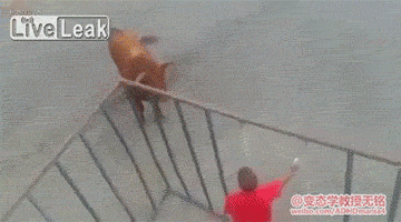 海量搞笑GIF动态图片 - Funny GIF Pictures