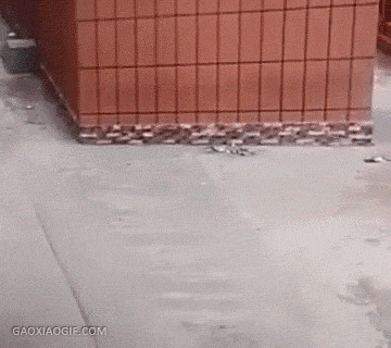 海量搞笑GIF动态图片 - Funny GIF Pictures