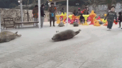 海量搞笑GIF动态图片 - Funny GIF Pictures