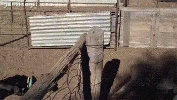 海量搞笑GIF动态图片 - Funny GIF Pictures