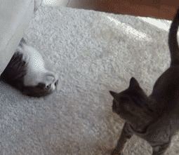 海量搞笑GIF动态图片 - Funny GIF Pictures