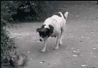 海量搞笑GIF动态图片 - Funny GIF Pictures