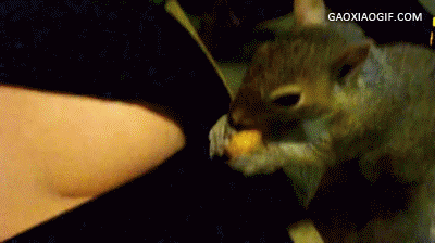 海量搞笑GIF动态图片 - Funny GIF Pictures