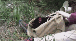 海量搞笑GIF动态图片 - Funny GIF Pictures