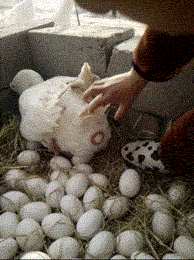 海量搞笑GIF动态图片 - Funny GIF Pictures