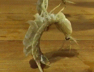 海量搞笑GIF动态图片 - Funny GIF Pictures