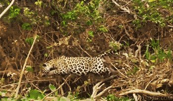 海量搞笑GIF动态图片 - Funny GIF Pictures