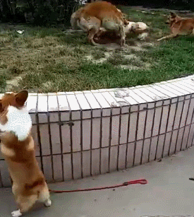 海量搞笑GIF动态图片 - Funny GIF Pictures