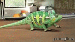 海量搞笑GIF动态图片 - Funny GIF Pictures