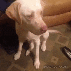 海量搞笑GIF动态图片 - Funny GIF Pictures