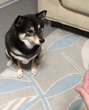 海量搞笑GIF动态图片 - Funny GIF Pictures