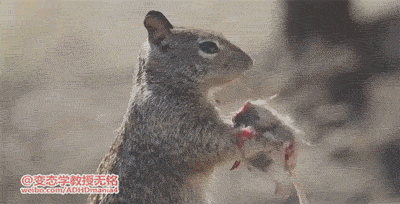 海量搞笑GIF动态图片 - Funny GIF Pictures