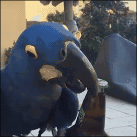 海量搞笑GIF动态图片 - Funny GIF Pictures