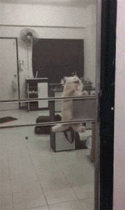 海量搞笑GIF动态图片 - Funny GIF Pictures