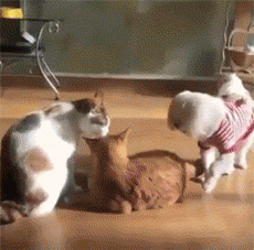 海量搞笑GIF动态图片 - Funny GIF Pictures