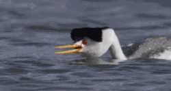 海量搞笑GIF动态图片 - Funny GIF Pictures